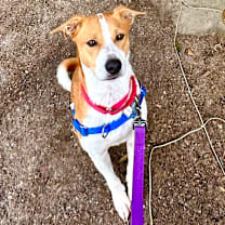 Thumbnail photo of Sheldon #1