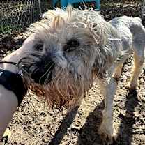 Thumbnail photo of Waffles #1