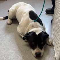 Thumbnail photo of Maximus 25-12-119 #1