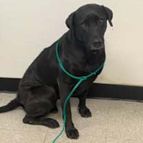 Thumbnail photo of Maximus 25-12-119 #2