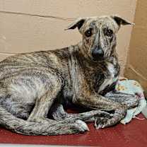 Thumbnail photo of Livvy #1