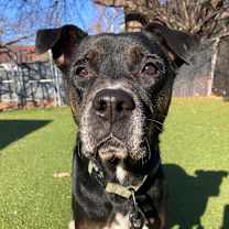 Thumbnail photo of Terra #4