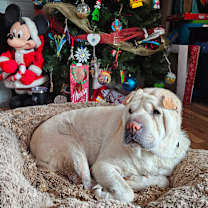 Thumbnail photo of Olive #1