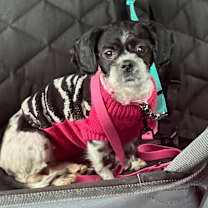 Thumbnail photo of Merry #2