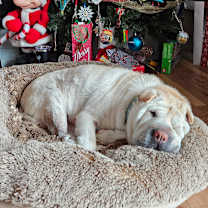 Thumbnail photo of Olive #3