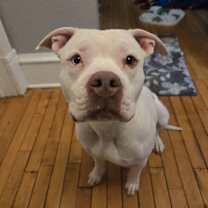 Thumbnail photo of Peppa *FOSTER HOME NEEDED* #3