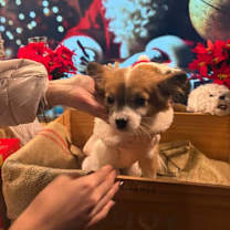 Thumbnail photo of Kobi #4