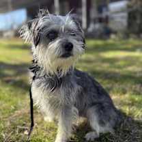 Thumbnail photo of Buddy #3