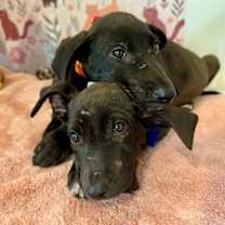 Thumbnail photo of Heath Candy Bar #4