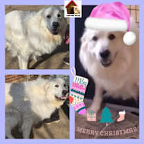 Thumbnail photo of Miley #1