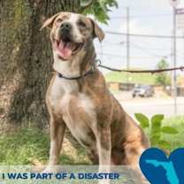 Thumbnail photo of Artie #4