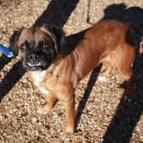 Thumbnail photo of Chestnut #3