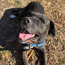 Thumbnail photo of Maddie #1