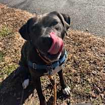 Thumbnail photo of Maddie #2