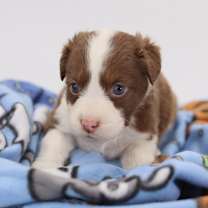 Thumbnail photo of Baguette #2