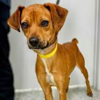 Thumbnail photo of Teddy #2