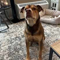 Thumbnail photo of Wrangler #3