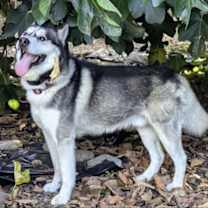 Thumbnail photo of Buck #1