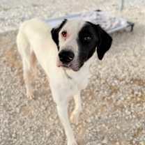 Thumbnail photo of Angus #1