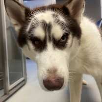 Thumbnail photo of Blizzard #2