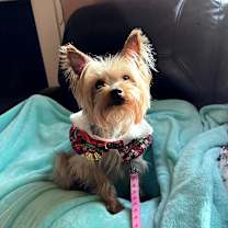 Thumbnail photo of Lillie #1