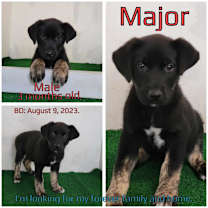 Thumbnail photo of Major (Duke) #3