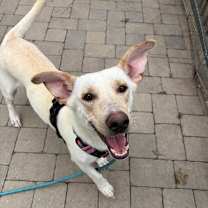 Thumbnail photo of Cannoli - City Of Industry  #2