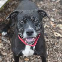 Thumbnail photo of Benny #1