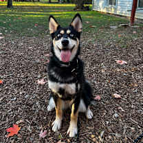 Thumbnail photo of Stella #1