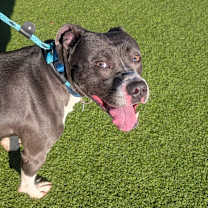 Thumbnail photo of Tank #4