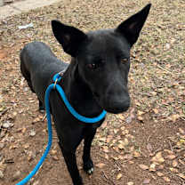 Thumbnail photo of Peach #2