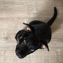 Thumbnail photo of Griffin #3