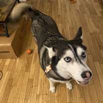 Thumbnail photo of Athena #1