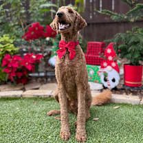 Thumbnail photo of Apollo #3