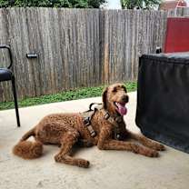 Thumbnail photo of Apollo #4