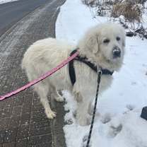 Thumbnail photo of Luna #2