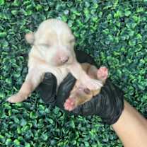 Thumbnail photo of 59991187 #2