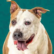 Thumbnail photo of Rusty #1