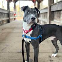 Thumbnail photo of Grayson #1