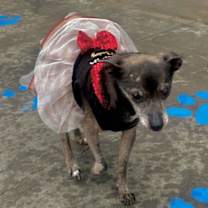 Thumbnail photo of Blanche #4