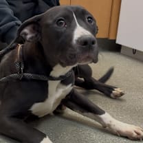 Thumbnail photo of Jada #1