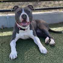 Thumbnail photo of Buttercup #2