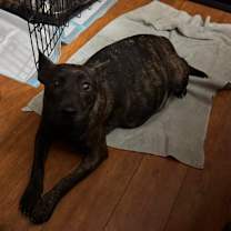 Thumbnail photo of Gorgonzola #4