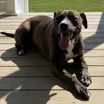 Thumbnail photo of Chip #1