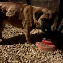 Thumbnail photo of FFR-Stray-13003 #3