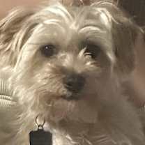 Thumbnail photo of Kobe #3