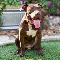 Thumbnail photo of Chopper #4