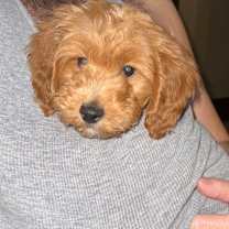 Thumbnail photo of Brownie #3