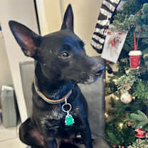 Thumbnail photo of Snickerdoodle #3