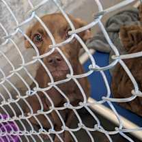 Thumbnail photo of Nala #4